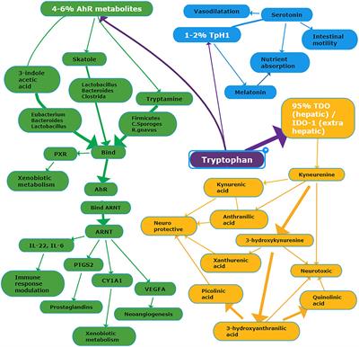 Inflammatory Bowel Disease and COVID-19: How Microbiomics and Metabolomics Depict Two Sides of the Same Coin